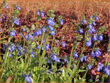 Salvia forreri | Salie, Salvia | Salbei | Sage