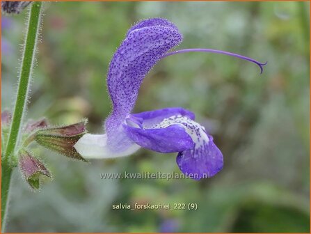 Salvia forskaohlei | Salie, Salvia | Salbei | Sage