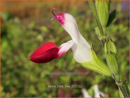 Salvia &#039;Little Kiss&#039; | Salie, Salvia | Salbei | Sage