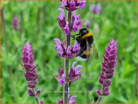 Salvia nemorosa &#039;Amethyst&#039; | Bossalie, Salie, Salvia | Steppensalbei | Woodland Sage