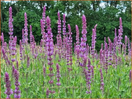 Salvia nemorosa &#039;Amethyst&#039; | Bossalie, Salie, Salvia | Steppensalbei | Woodland Sage