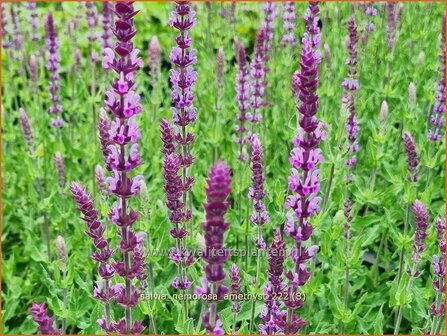 Salvia nemorosa &#039;Amethyst&#039; | Bossalie, Salie, Salvia | Steppensalbei | Woodland Sage