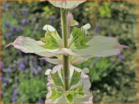 Salvia sclarea &#039;Vatican White&#039; | Scharlei, Muskaatsalie, Salie, Salvia | Muskateller-Salbei | Clary Sage