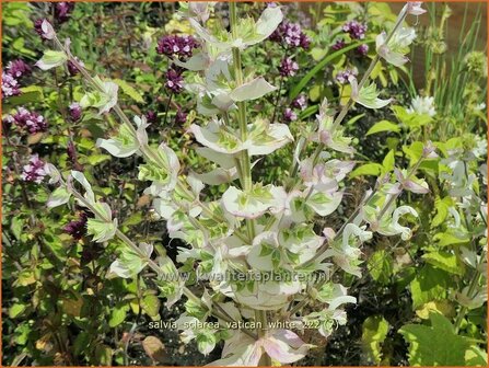 Salvia sclarea &#039;Vatican White&#039; | Scharlei, Muskaatsalie, Salie, Salvia | Muskateller-Salbei | Clary Sage