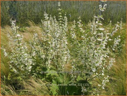 Salvia sclarea &#039;Vatican White&#039; | Scharlei, Muskaatsalie, Salie, Salvia | Muskateller-Salbei | Clary Sage