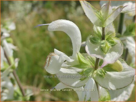 Salvia sclarea &#039;Vatican White&#039; | Scharlei, Muskaatsalie, Salie, Salvia | Muskateller-Salbei | Clary Sage