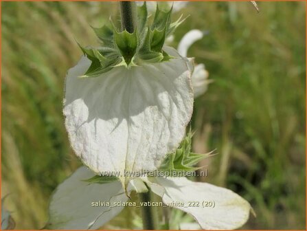 Salvia sclarea &#039;Vatican White&#039; | Scharlei, Muskaatsalie, Salie, Salvia | Muskateller-Salbei | Clary Sage