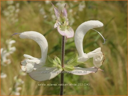 Salvia sclarea &#039;Vatican White&#039; | Scharlei, Muskaatsalie, Salie, Salvia | Muskateller-Salbei | Clary Sage