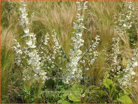 Salvia sclarea &#039;Vatican White&#039; | Scharlei, Muskaatsalie, Salie, Salvia | Muskateller-Salbei | Clary Sage