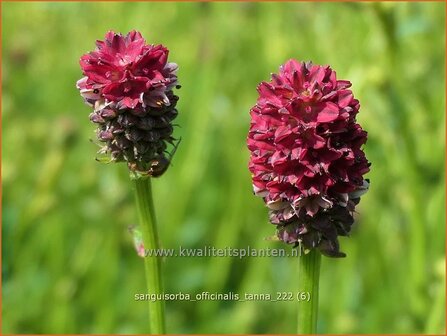 Sanguisorba officinalis &#039;Tanna&#039; | Grote pimpernel, Sorbenkruid, Pimpernel | Gro&szlig;er Wiesenknopf | Greater Burnet