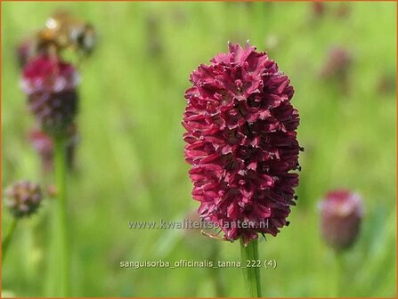 Sanguisorba officinalis &#039;Tanna&#039; | Grote pimpernel, Sorbenkruid, Pimpernel | Gro&szlig;er Wiesenknopf | Greater Burnet