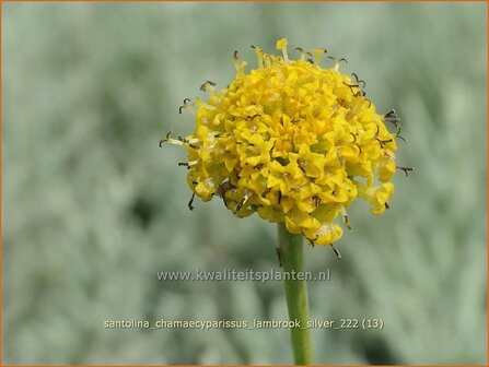 Santolina chamaecyparissus &#039;Lambrook Silver&#039; | Cipressenkruid, Heiligenbloem | Silbriges Heiligenkraut | Gray Santoli