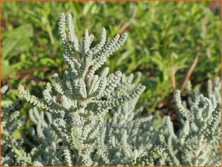 Santolina chamaecyparissus &#039;Lambrook Silver&#039; | Cipressenkruid, Heiligenbloem | Silbriges Heiligenkraut | Gray Santoli