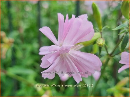 Saponaria officinalis &#039;Rosea Plena&#039; | Zeepkruid | Echtes Seifenkraut | Bouncing Bet