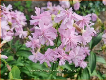 Saponaria officinalis &#039;Rosea Plena&#039; | Zeepkruid | Echtes Seifenkraut | Bouncing Bet