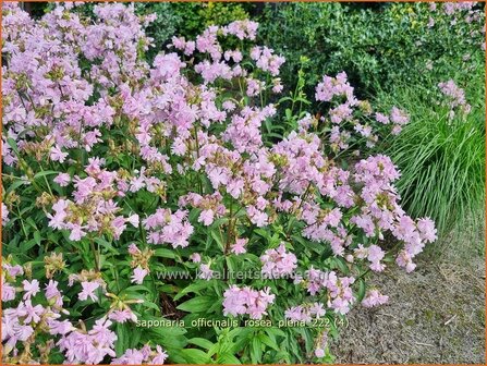 Saponaria officinalis &#039;Rosea Plena&#039; | Zeepkruid | Echtes Seifenkraut | Bouncing Bet