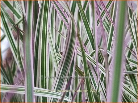 Schizachyrium scoparium &#039;Chameleon&#039; | Klein prairiegras | Kleines Pr&auml;riegras | Little Bluestem