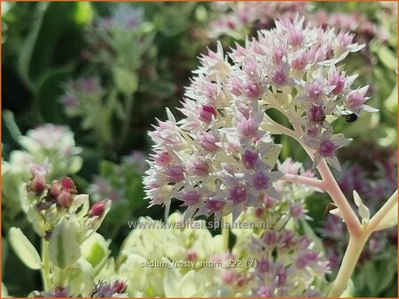 Sedum &#039;Frosty Morn&#039; | Hemelsleutel, Vetkruid | Fettblatt | Stonecrop