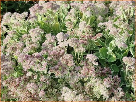 Sedum &#039;Frosty Morn&#039; | Hemelsleutel, Vetkruid | Fettblatt | Stonecrop