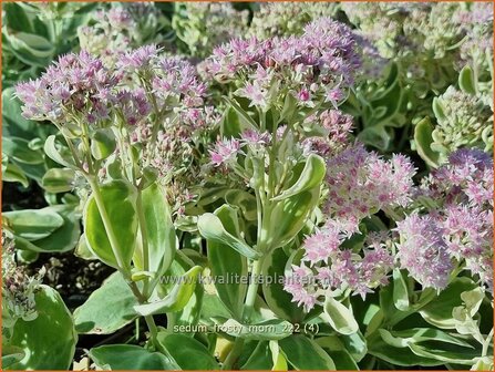 Sedum &#039;Frosty Morn&#039; | Hemelsleutel, Vetkruid | Fettblatt | Stonecrop