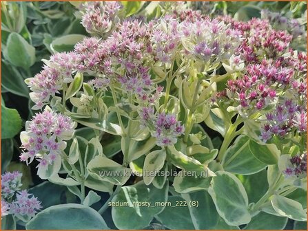 Sedum &#039;Frosty Morn&#039; | Hemelsleutel, Vetkruid | Fettblatt | Stonecrop