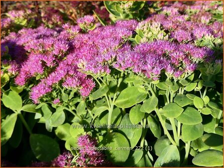 Sedum spectabile &#039;Carmen&#039; | Hemelsleutel, Vetkruid | Ansehnliches Fettblatt | Showy Stonecrop