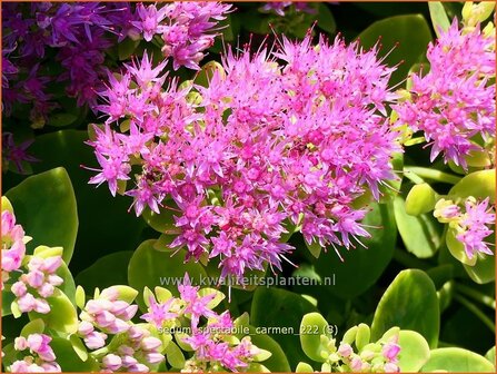 Sedum spectabile &#039;Carmen&#039; | Hemelsleutel, Vetkruid | Ansehnliches Fettblatt | Showy Stonecrop