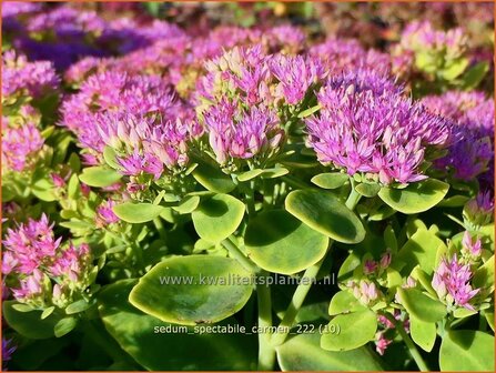 Sedum spectabile &#039;Carmen&#039; | Hemelsleutel, Vetkruid | Ansehnliches Fettblatt | Showy Stonecrop