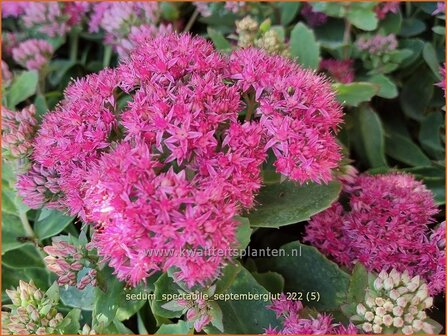 Sedum spectabile &#039;Septemberglut&#039; | Hemelsleutel, Vetkruid | Ansehnliches Fettblatt | Showy Stonecrop