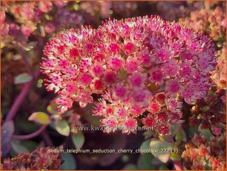 Sedum telephium &#039;Seduction Cherry Chocolate&#039; | Hemelsleutel, Vetkruid | Grosse Fetthenne | Orpine