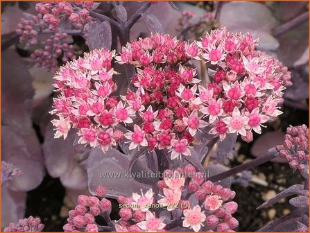 Sedum &#039;Xenox&#039; | Hemelsleutel, Vetkruid | Fettblatt | Stonecrop