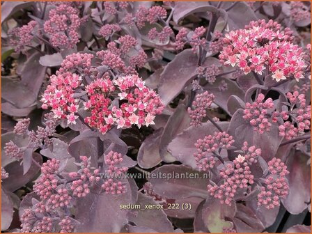 Sedum &#039;Xenox&#039; | Hemelsleutel, Vetkruid | Fettblatt | Stonecrop