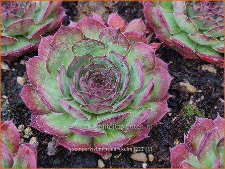 Sempervivum &#039;Rauer Kulm&#039; | Huislook, Donderblad | Hauswurz | Houseleek