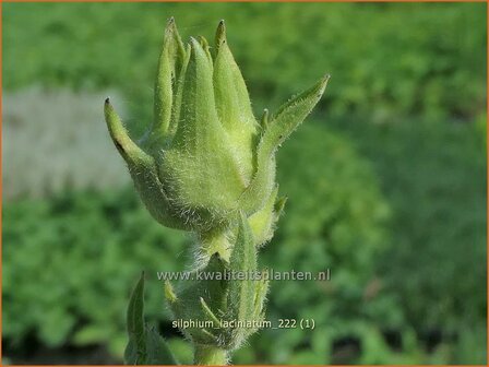 Silphium laciniatum | Kompasplant, Zonnekroon | Geschlitztbl&auml;ttrige Kompa&szlig;pflanze | Compass Plant