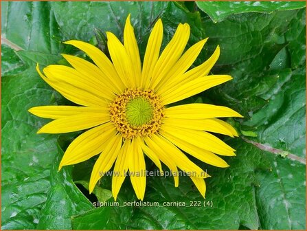 Silphium perfoliatum &#039;Carnica&#039; | Zonnekroon | Durchwachsene Silphie | Cup Plant