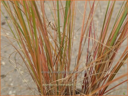 Sporobolus heterolepis | Prairiedropzaad, Parelgras | Pr&auml;rie-Tropfengras | Prairie Dropseed