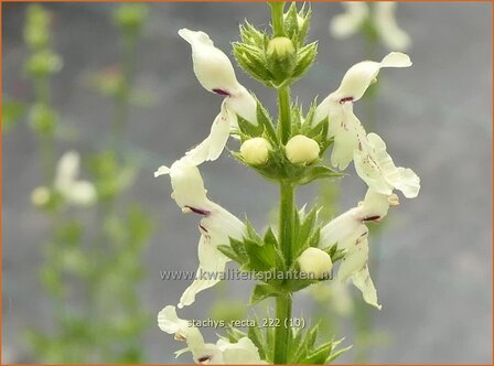 Stachys recta | Bergandoorn, Andoorn | Aufrechter Ziest | Stiff Hedge Nettle