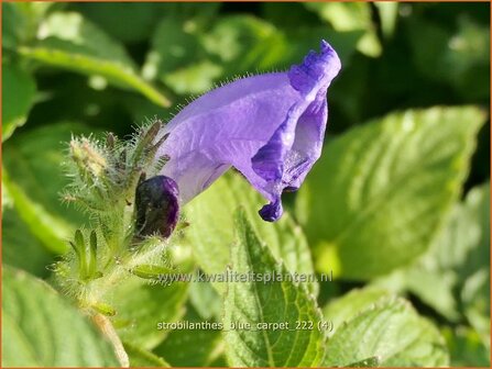 Strobilanthes &#039;Blue Carpet&#039; | Trompetkruid | Otternkopf | Persian Shield