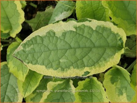 Symphytum grandiflorum &#039;Goldsmith&#039; | Smeerwortel | Kaukasus-Beinwell | Dwarf Comfrey