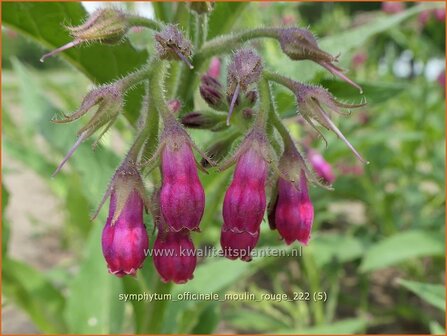 Symphytum officinale &#039;Moulin Rouge&#039; | Gewone smeerwortel, Smeerwortel | Gew&ouml;hnlicher Beinwell | Common Comfrey