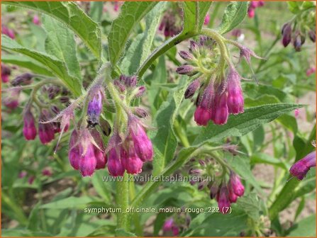 Symphytum officinale &#039;Moulin Rouge&#039; | Gewone smeerwortel, Smeerwortel | Gew&ouml;hnlicher Beinwell | Common Comfrey