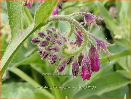 Symphytum officinale &#039;Moulin Rouge&#039; | Gewone smeerwortel, Smeerwortel | Gew&ouml;hnlicher Beinwell | Common Comfrey