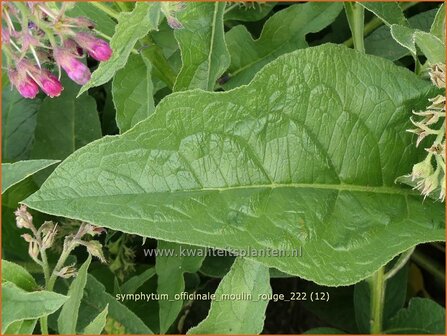 Symphytum officinale &#039;Moulin Rouge&#039; | Gewone smeerwortel, Smeerwortel | Gew&ouml;hnlicher Beinwell | Common Comfrey