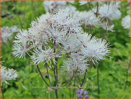 Thalictrum aquilegifolium &#039;Nimbus White&#039; | Akeleiruit, Ruit | Akeleibl&auml;ttrige Wiesenraute | Columbine Meadow Rue