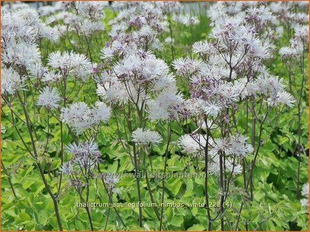 Thalictrum aquilegifolium &#039;Nimbus White&#039; | Akeleiruit, Ruit | Akeleibl&auml;ttrige Wiesenraute | Columbine Meadow Rue