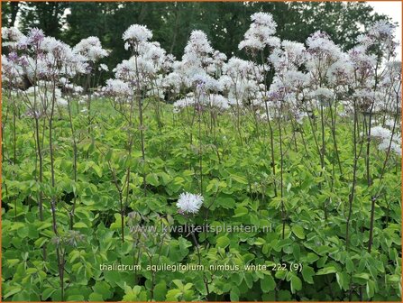 Thalictrum aquilegifolium &#039;Nimbus White&#039; | Akeleiruit, Ruit | Akeleibl&auml;ttrige Wiesenraute | Columbine Meadow Rue