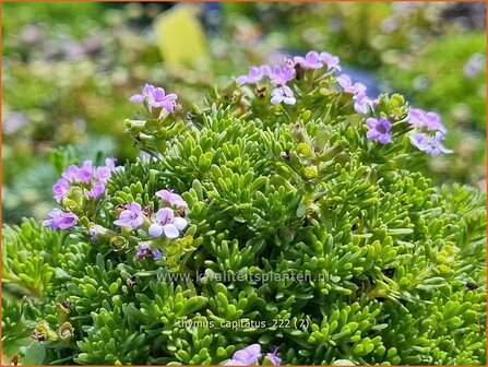 Thymus capitatus | Kegeltijm, Tijm | Kopfiger Thymian | Headed Savory