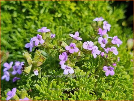 Thymus capitatus | Kegeltijm, Tijm | Kopfiger Thymian | Headed Savory