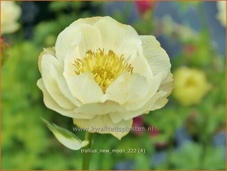 Trollius &#039;New Moon&#039; | Globebloem, Kogelbloem | Trollblume | Globeflower