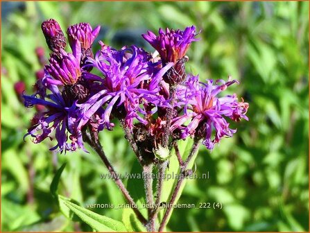 Vernonia crinita &#039;Betty Blindeman&#039; | IJzerkruid | Arkansas-Scheinaster | Arkansas Ironweed